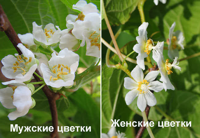 Рисунок - Актинидия Рисунок - Актинидия