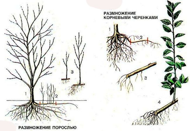 Рисунок - Алыча Рисунок - Алыча