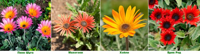 Рисунок - Арктотис Рисунок - Арктотис