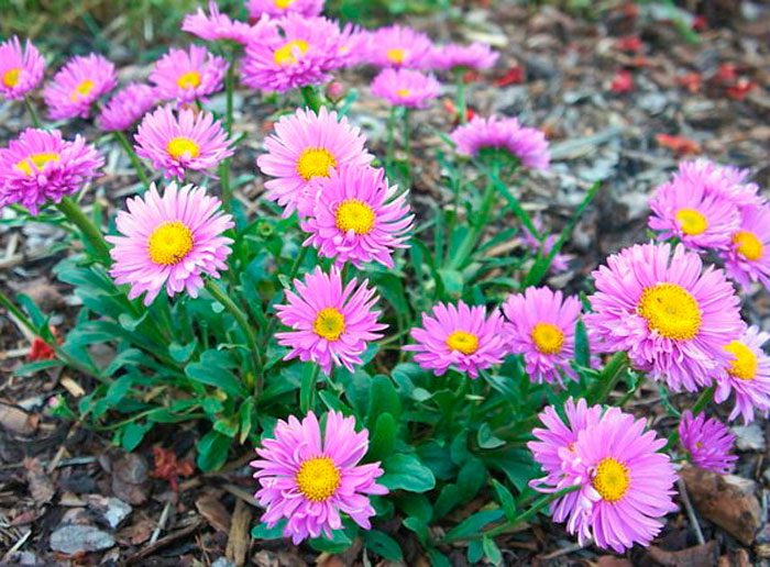 Рисунок - Астры Рисунок - Астры