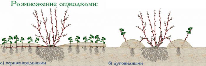 Рисунок - Айва Рисунок - Айва