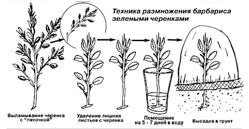 Рисунок - Барбарис Рисунок - Барбарис