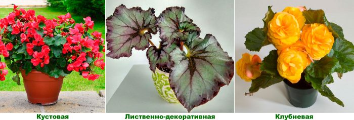 Рисунок - Бегония Элатиор Рисунок - Бегония Элатиор