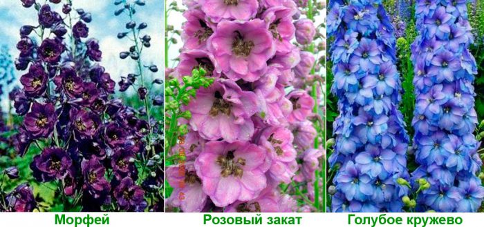 Рисунок - Дельфиниум Рисунок - Дельфиниум