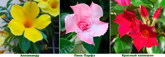 Рисунок - Дипладения (Мандевилла) Рисунок - Дипладения (Мандевилла)