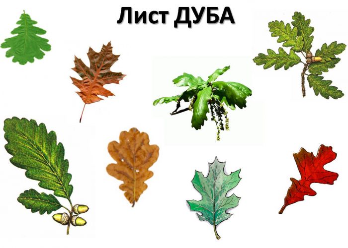 Рисунок - Дуб Рисунок - Дуб