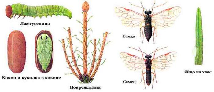 Рисунок - Ель Рисунок - Ель