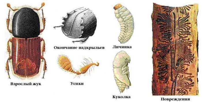 Рисунок - Ель Рисунок - Ель