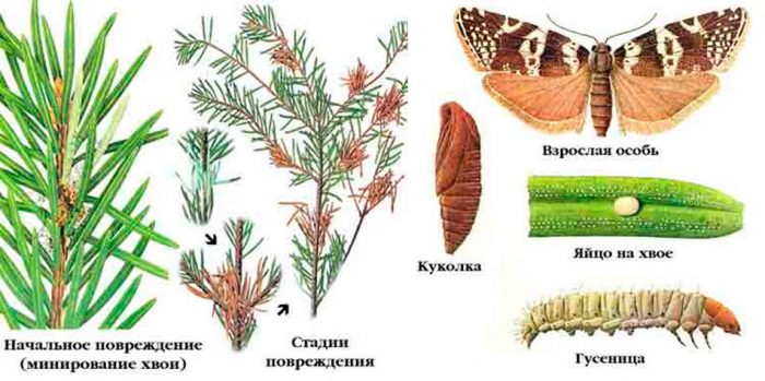 Рисунок - Ель Рисунок - Ель