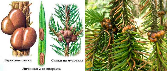 Рисунок - Ель Рисунок - Ель
