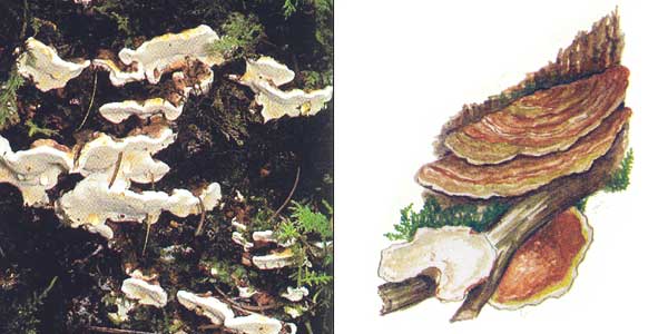 Рисунок - Ель Рисунок - Ель