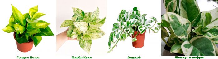 Рисунок - Эпипремнум Рисунок - Эпипремнум