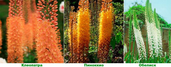 Рисунок - Эремурус Рисунок - Эремурус
