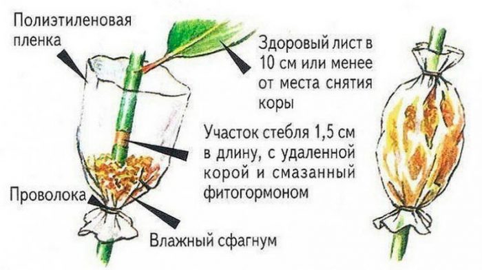 Рисунок - Фатсхедера Рисунок - Фатсхедера