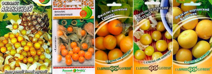 Рисунок - Физалис Рисунок - Физалис
