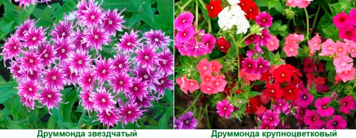 Рисунок - Флоксы Рисунок - Флоксы