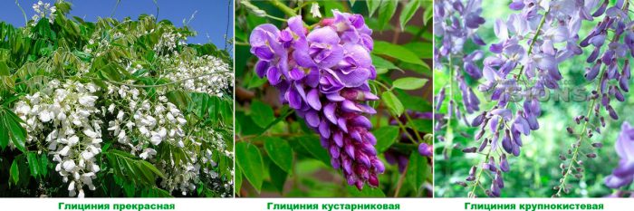 Рисунок - Глициния Рисунок - Глициния