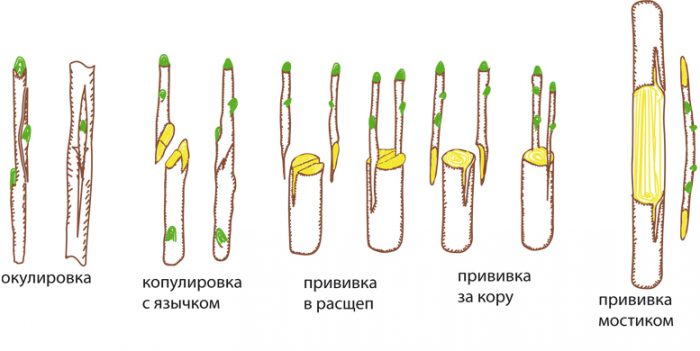 Рисунок - Груша Рисунок - Груша