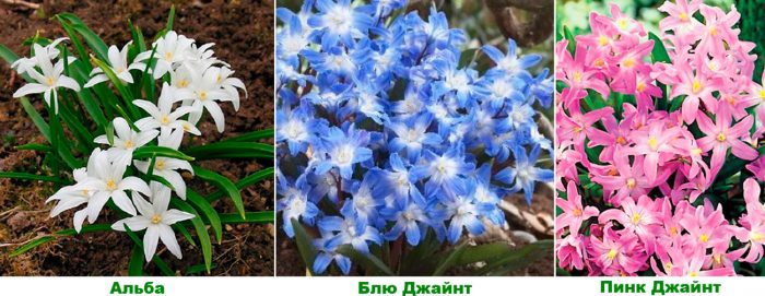 Рисунок - Хионодоксы Рисунок - Хионодоксы