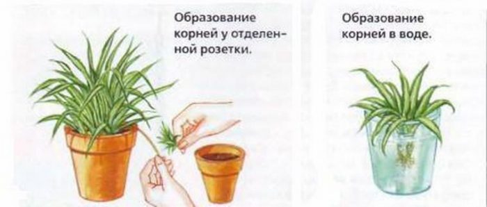 Рисунок - Хлорофитум Рисунок - Хлорофитум