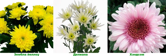 Рисунок - Хризантема садовая