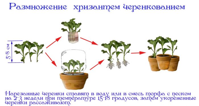 Рисунок - Хризантема садовая Рисунок - Хризантема садовая