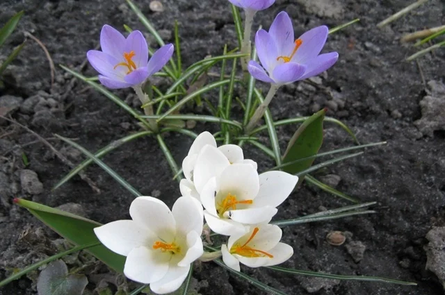 Крокурсы