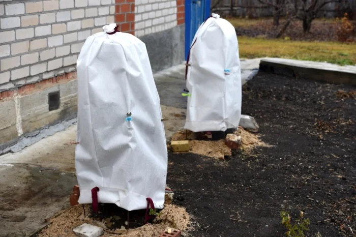 Некоторые растения на зиму лучше укрывать.