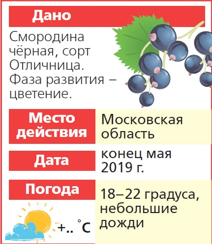 Смородина