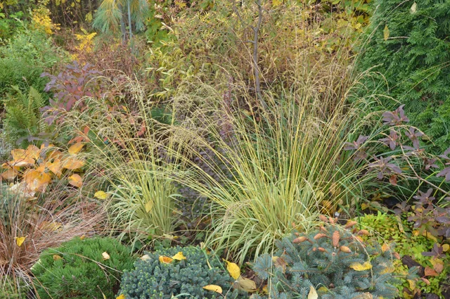 Молиния голубая ‘Variegata’