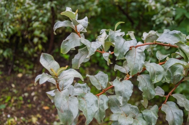 Лох серебристый (Elaeagnus argentea).