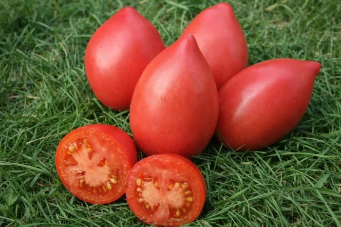 Сорт Розовая стелла