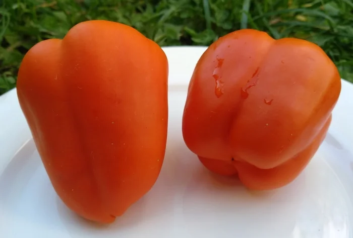 Харизон