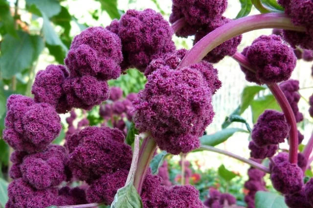 Amaranthus caudatus 