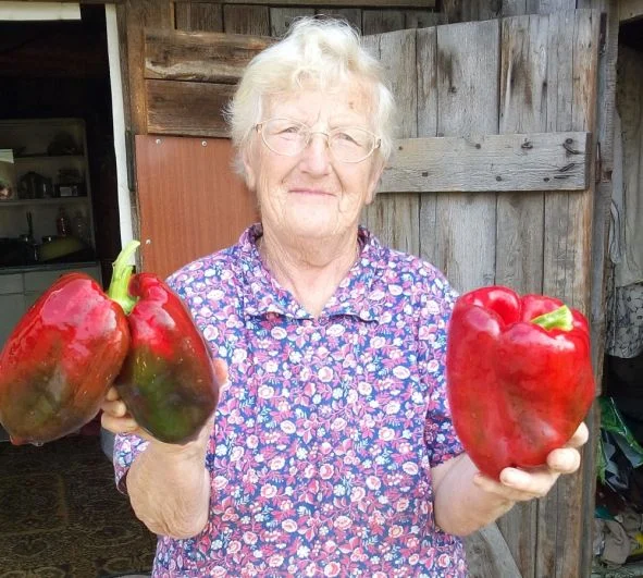 Участница № 3. Пономарева Евгения Васильевна из села Троельга: «Вот перцы, так перцы! Каждый по 1 килограмму! Сорт «Калифорнийское чудо».