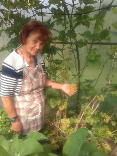 Участник № 25. Любовь Смолякова: «Что нам дождь, что нам град - зреет, зреет виноград».