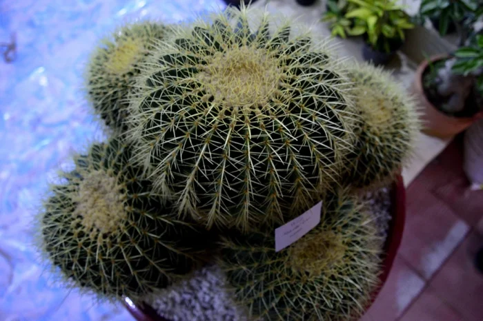 Кактус.