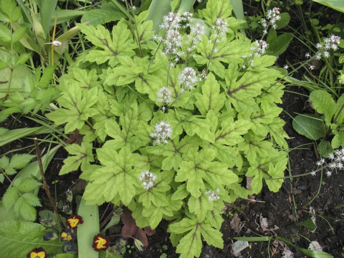 Tiarella Jeepers Creepers 