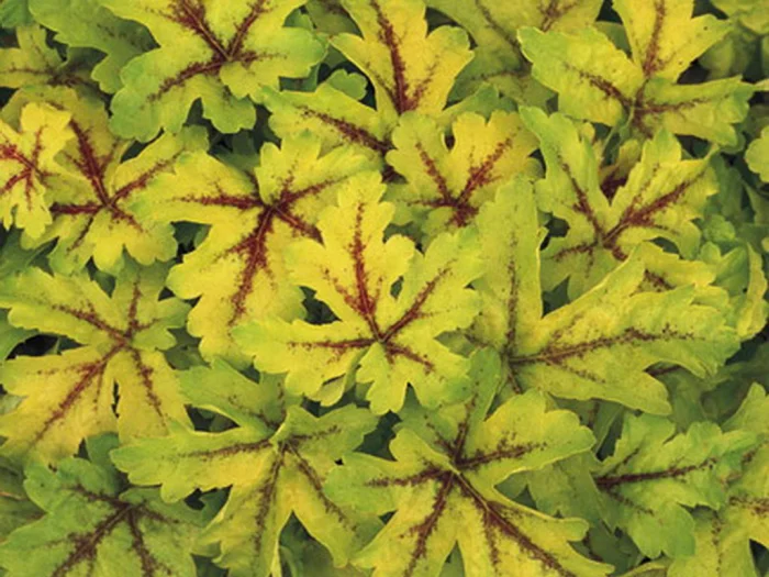 Heucherella Gold Strike
