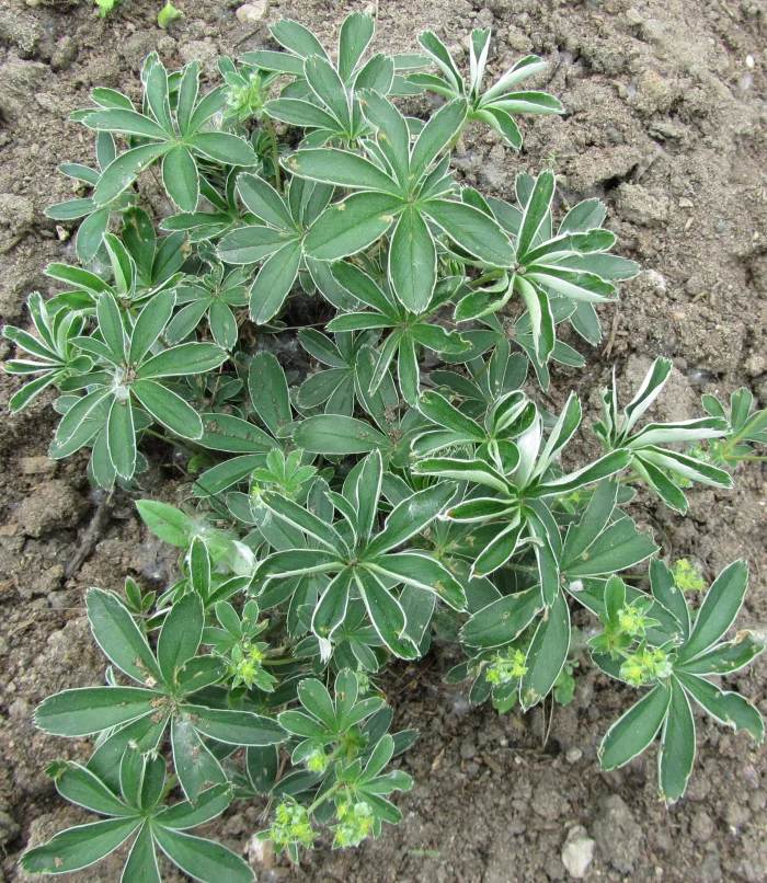 Alchemilla_alpina