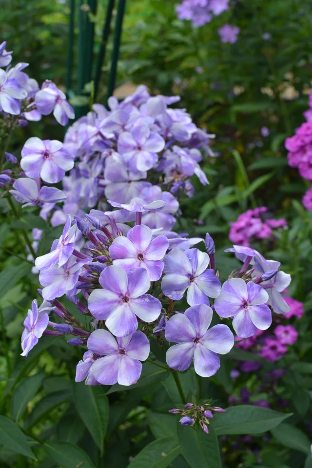 Гжель.