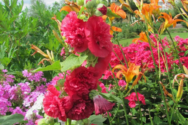 ‘Chaters Scarlet’