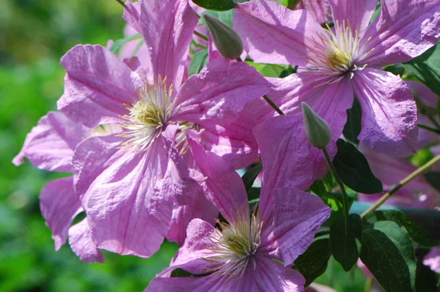 Клематис.
