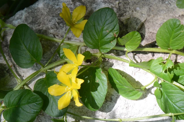 Вербейник монетчатый, или луговой чай (L. nummularia).