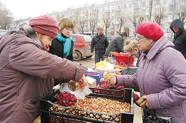 Лук-севок продаётся разных размеров и очень часто покупатели не знают, что означают эти размеры. 