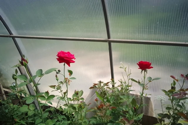 Чтобы теплица не сломалась от размокшего снега, в феврале с неё нужно убрать снег. 