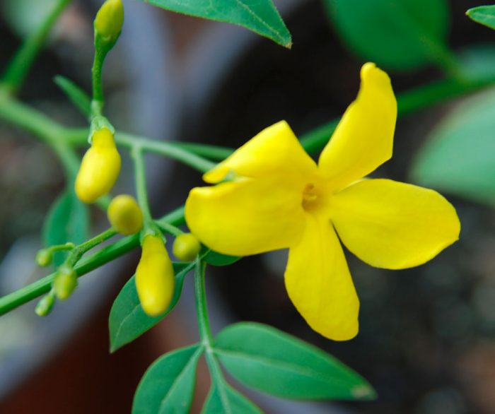 Рисунок - Жасмин комнатный Рисунок - Жасмин комнатный