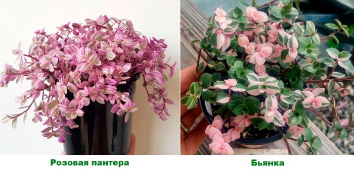 Рисунок - Каллизия Рисунок - Каллизия