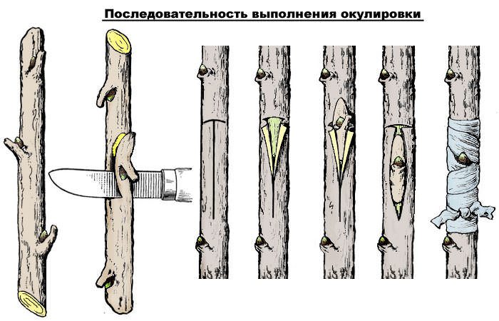 Рисунок - Карликовая яблоня Рисунок - Карликовая яблоня