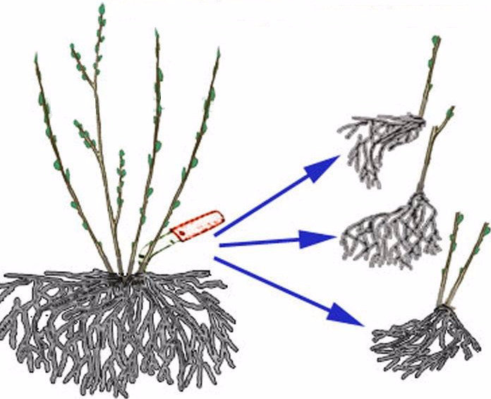 Рисунок - Кентрантус Рисунок - Кентрантус